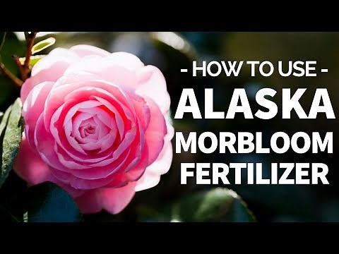 How to Use Alaska Morbloom Fertilizer