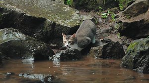 Cat by the Stream in Nature