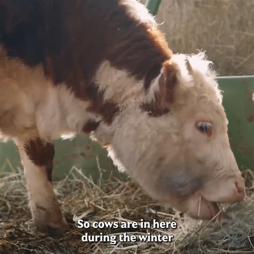 40K views · 443 reactions | Managing Barn Manure! | Homesteading Family | Facebook