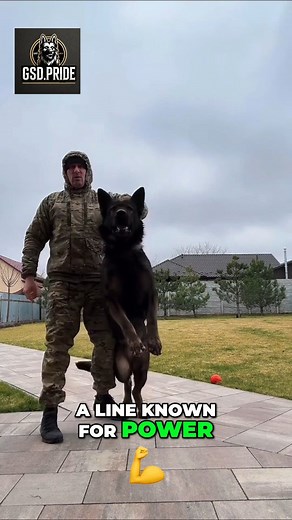 The Titan Sable Shepherd Not your regular German Shepherd… This is an oversized working-line sable GSD with deep Eastern European roots — powerful frame, massive bone, balanced nerves, and presence you feel before you see. A true guardian built for real work, real protection, and real loyalty. #GSD #GermanShepherd #WorkingLineGSD #SableGSD #OversizedGSD #GSDCommunity #K9Life #ProtectionDog #GuardianDog #EasternEuropeanGSD #CzechWorkingLine #PowerfulDogs #GSDLovers #GSDWorld #EliteK9 #DogReels #M