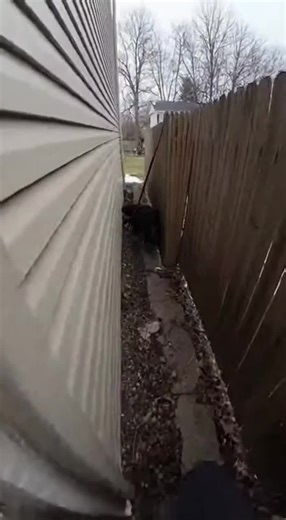 Heartwarming Dog Rescue of a Bernese Mountain Dog