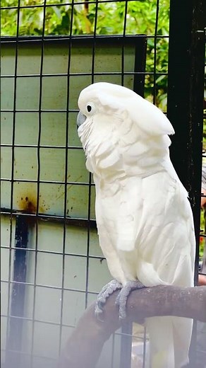 The white cockatoo (Cacatua alba), also known as the umbrella cockatoo,