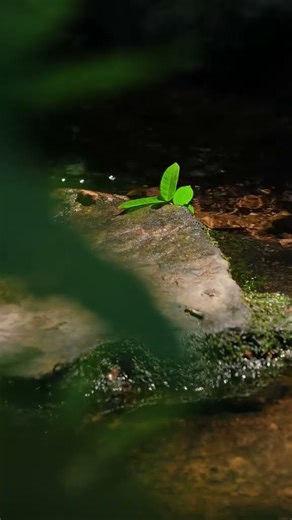 Nature Videos 4k #shorts