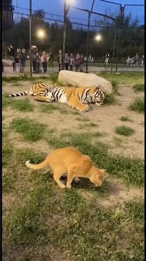 Кот напал на тигра #shorts #animals