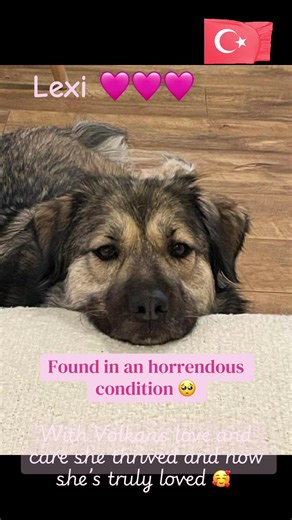 Lexi ! Just look what love can do ! #fyp #trends #animallover #rescuedog #turkeydogs @Can Dostlarım