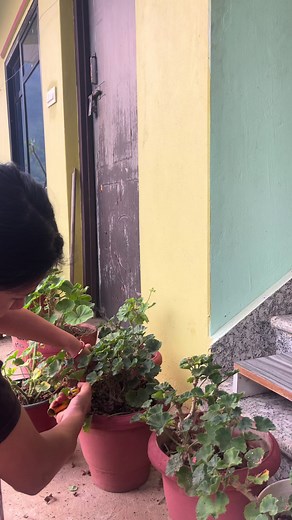 Geranium cutting: how to propagate geraniums from cuttings