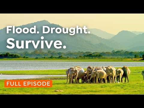 Life at the Limits: Water, Wildlife & Extreme Survival | 4K Nature Documentary
