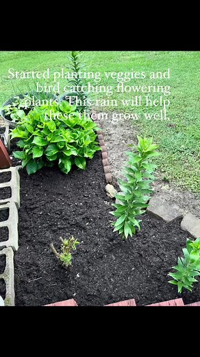 Brought them plants out. #snakeplants #succulents #outdoorplants #rainydays #OutdoorLiving #loveplantsandflowers | Tess Britt