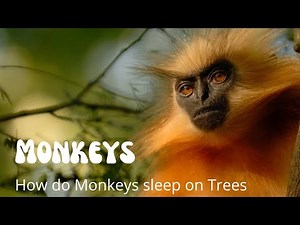 How Monkeys Sleep on Trees without falling | Wildlife | Africa Nature | WILD Series Animals
