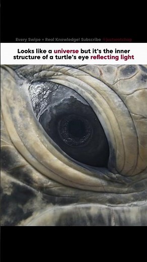 Looks Like a Galaxy But It’s a Turtle’s Eye