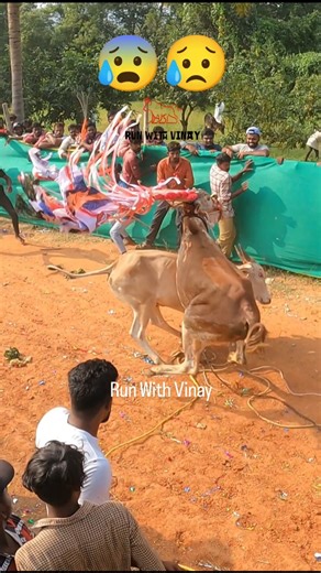Vinay Jallikattu | ఎద్దు పడి లేచే లోపే ఇంకో ఎద్దు గుద్దేసింది 😥 2024 Ganuga Penta Jallikattu 🤩 . . . . #runwithvinay #chittoorjallikattu #telugujallikattu... | Instagram