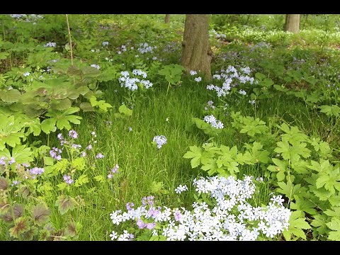 Claudia West - the new face of US planting design