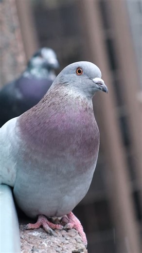 Lady Poopington and Leonardo DiCraprio on Instagram‎: "Pippin steals the show again with his adorable 🥰 little grunt/hoots. I think he’s trying to urge me to feed him, something Lady does from time to time. That, or he’s asking me to turn off the sudden cold 🥶 and snow ❄️ That is Leo in the background FYI 😆 . . . #pigeon #taube #کبوتر #कबूतर #güvercin Hato حمامة kabootar tauben kabutar picciona paloma pigeonne gołąb голубь голуб 鸽子 白鴿 pomba কবুতর duif talking birds"‎