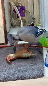 119K views · 1.6K reactions | Jazz, our ambassador Blue Jay, is up to...