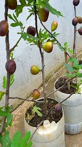 14K views · 31 reactions | Revealing The Secret To Growing Figs In Plastic Containers For Family Fruits Are Big Sweet | Home & Garden | Facebook
