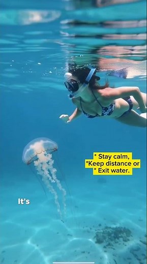 Box Jellyfish: One of the Ocean's Most Feared Creatures 🪼