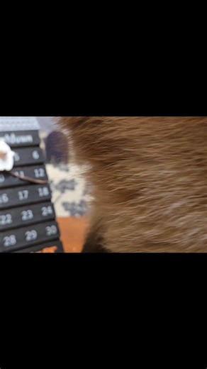 Day 4 Halloween Headbands of Humiliation ( cursed) countdown... Ivan: What the heck?! These conditions are dangerous! Can someone call OSHA for me, I have no thumbs, a few safety issues need to be addressed. Mom: I'm as upset as you,! So glad you didn't get hurt and plopped right back on the chair ,unscathed and focused on the treats 🤣 Ivan: Focused? I think I was in shock with a head injury.. Mom: You didn't hit your head... Ivan: Oh, nevermind then, pass the treats, please 🥰🐾🤣 Mom pushed t