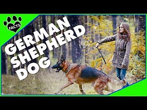 Top 10 Interesting Facts About German Shepherd Dogs 101