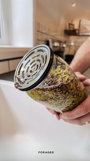 How to use the double lid design of our Sprout Jar Kit? We designed our double lid system with one one goal in mind: 🌱Make sprouting easier! 🌱 Not only does it allow for better and easier cleaning (ESSENTIAL when sprouting), but this lid also cuts your dehulling time in half. 🤩 So how does it work? - When you want to dehull, rinse large sprouts or clean your jar: just pop the stand part off (held by a silicone gasket). - When you are after a classic rinse, and/or you are growing small seeds: 