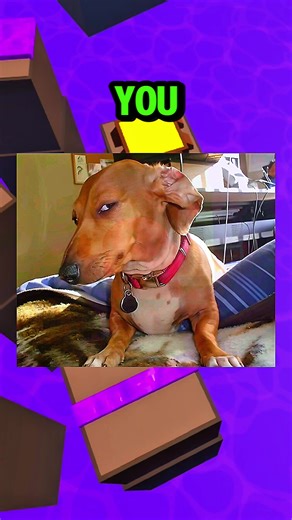 Smile Challenge: Can You Keep a Straight Face?