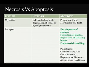 Pathology 039 d Necrosis apoptosis difference compare vs different cell death