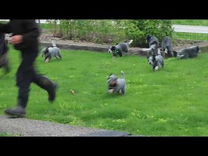 Blue Heeler Puppies For Sale