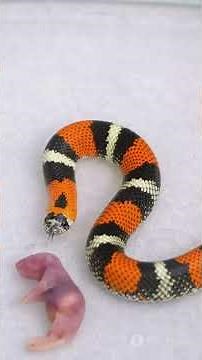 The Fascinating World of Milk Snakes! #wildlife #snakes #animals