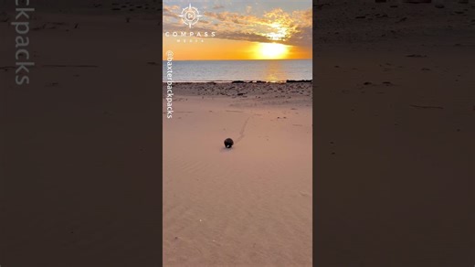 Echidna Walks on Sunset-Lit Beach
