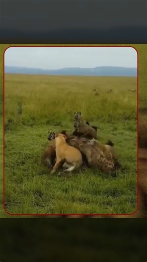 2.4K views · 44 reactions | The spotted hyena family lineage is fascinating! #spottedhyena #hyenas #animals #wildlife #funfacts | Animalogic | Facebook