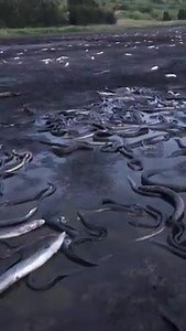 7.8K views · 135 reactions | HUNDREDS OF FISH DEAD IN FISH KILL AT KILLALEA LAGOON The NSW Department of Primary Industries confirmed hundreds of fish have died at Killalea lagoon due to the impacts of the ongoing drought. The DPI says its fisheries staff inspected the site and recored several hundred dead fish moslty small mullet around the edges of the lagoon. They believe the event is caused by the ongoing drought which causes a lack of regular river flows. | ABC Illawarra | Facebook