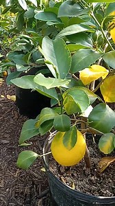 Walking through here today, I couldn’t help but smile. Every leaf… every fruit… every bit of life in this place is a reminder that Yahuah provides increase when we put our hands to the work. Papayas in Zone 7. Lemons everywhere you look. Tropicals thriving in the middle of Arkansas. This isn’t luck — this is His goodness. We’ve hauled mulch wheelbarrow by wheelbarrow. We’ve planted, watered, prayed, and kept going even when it was hard. And look what He has done. “You’re still the goodness in my