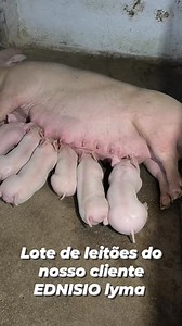 33K views · 778 reactions | Lote de leitões PIETRAIN com Large white do nosso cliente EDNISIO lyma.. #leitão #gratidão #fazenda #suinos #suínos #agro #porco | rbsuinos | Facebook