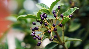 Spruce Up Your Small Garden With 5 Shrubs That Produce Edible Berries | Herzindagi