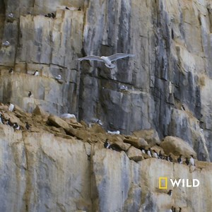 Aceasta este cea mai sălbatică parte a planetei. Aici, în zona arctică, animalele se confruntă zilnic cu o climă aspră și se luptă să supraviețuiască. Descoperă cum, în blocul de programe „Iarna sălbatică”, sâmbătă de la 19:00, la National Geographic WILD. | National Geographic