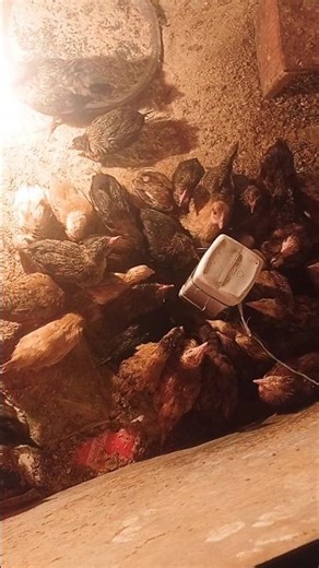 desi murgi farming 🐓