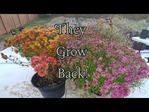 STOP Wasting Money on Mums! Overwinter Them Instead
