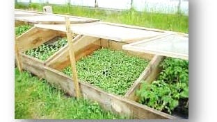 Gardening: Cold frames, hotbeds allow jump start for planting before spring arrives
