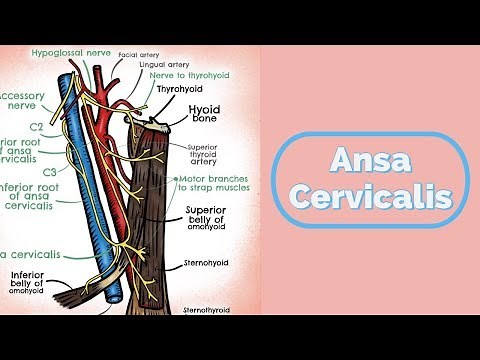 Ansa Cervicalis