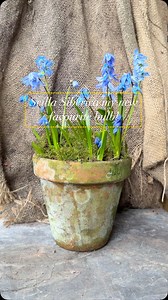 Scilla Siberica, my new favourite bulb! Such delicate little flowers. I will plant them out into the garden when they have finished blooming in the hope that they will return next year. #garden #garten #cottagegarden #wildgarden #gardeninspiration #rustic #vintage #jardin #wildlifegarden #scillasiberica #bulbs #springbulbs #flowers #blooms #cottagegardenflowers #gardenlove #flowerpot #moss #green #mygarden | Brook cottage