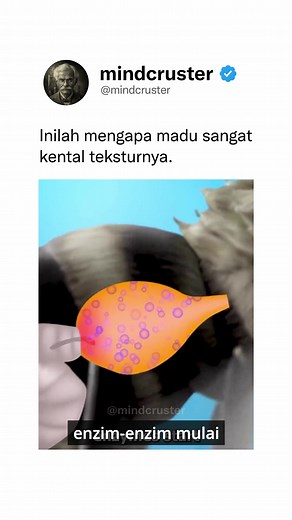 Lebah pekerja perlu mengisap lebih dari 1.000 bunga, menggunakan lidah panjangnya (proboscis), untuk mengisi kantung madu di dalam perutnya. 🐝 Setelah kembali ke sarang, nektar ini akan ditransfer ke lebah lain berulang kali dengan cara dimuntahkan. Tujuannya agar enzim dari lebah-lebah ini bisa memecah gula sukrosa menjadi molekul glukosa dan fruktosa yang lebih sederhana. 🍯 Kemudian, lebah-lebah ini menuangkan cairan madunya dan mengibaskan sayap mereka agar kandungan air didalamnya bisa men