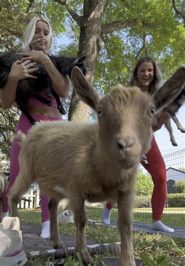 Experience GOAT Pilates for Ultimate Wellness