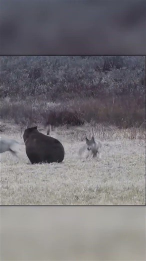 Pack Pressure: Wolves Surround the Bear (Tense Footage)