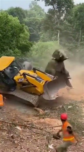 Elephants Storm Illegal Deforestation 😱 Machines Destroyed