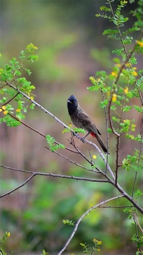 Red Vented Bulbul 50 days 50 Ebird checklist #birds #wildlife #ornithology #nature