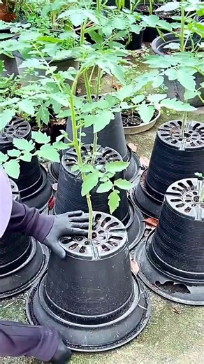 Method of Growing Two Crops in one Pot