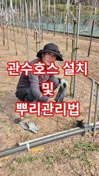 사과대추밭 관수시설 설치 및뿌리관리하는법.#예산10경 #귀촌생활 #삽목 #봄배추 # 관수시설 #잡초제거하는법#산야초#부지깽이#화살나무#시골장#관수호스
