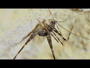Adapted to the Dark - the fascinating world of cave crickets