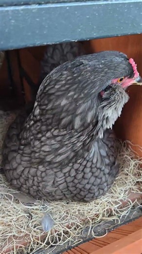 Easter is Early in my Chicken Coop! #chickens