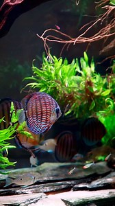 2.5K views · 1.7K reactions | When a good design is well executed, a nature aquarium can bring so much peace and tranquility to its viewers. Many of our clients report staring at their aquariums is one of the rare activities that can turn off their busy mind, and truly enjoy an stress-free moment of simply“being”. @nature.design.studio Natural wonders, realized! #fishtank #aquarium #customaquarium | TMK Aquarist | Facebook