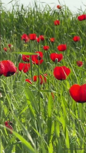 Mesmerizing Red Poppy Field 🌺 Close-Up Nature Magic | Relaxing Shorts #poppyflower #tulips #relaxing